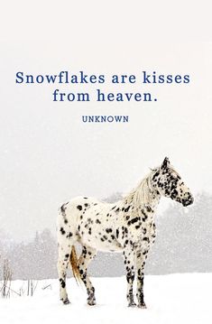 a spotted horse standing in the snow with a quote from roger ebert on it's side