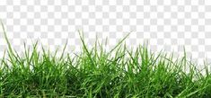 some green grass on a white background