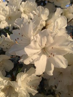 white flowers are blooming in the sun