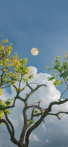 a full moon shines through the clouds above a tree