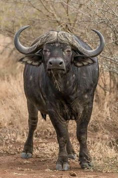 an animal with large horns standing on a dirt road in front of some bushes and trees