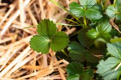 some green leaves are growing out of the ground