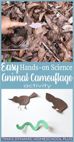 easy hands on science animal camouflage activity for kids