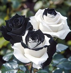 two white and black roses with green leaves