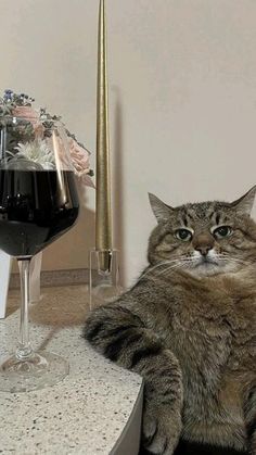 a cat sitting on a counter next to a glass of wine