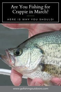 a person holding a fish in their hand with the words are you fishing for crappie in march? here is why you should