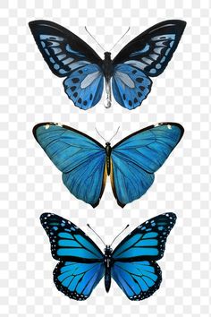 three blue butterflies, one with black wings and the other has white markings on its wings