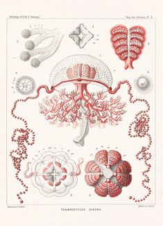 an illustration of different types of corals