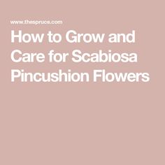 the words how to grow and care for scabiosa pincusion flowers