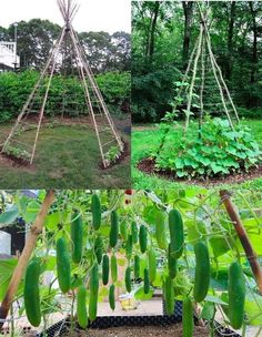 several different types of plants and trees in the garden, including peales hanging from sticks