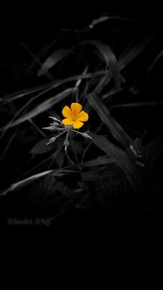 a single yellow flower is in the dark