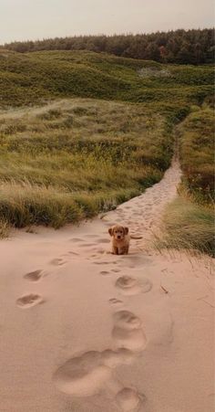 a dog sitting in the middle of a trail with footprints on it's side