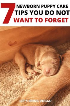 newborn puppy care Puppy Whelping Checklist, Raising Puppies From Birth, How To Care For Newborn Puppies, Caring For Puppies, Puppy Breeder Setup, Puppy Whelping Area, Puppy Litter Box Ideas, Dog Breeder Setup