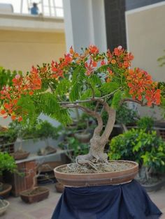 a bonsai tree with red flowers in a potted planter on a patio