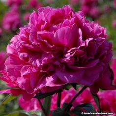 a large pink flower is blooming in the garden