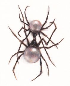 two black widows are depicted in this watercolor drawing