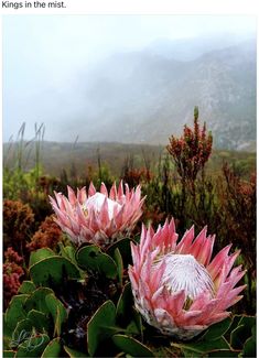 two pink flowers with green leaves in the foreground and mountains in the back ground