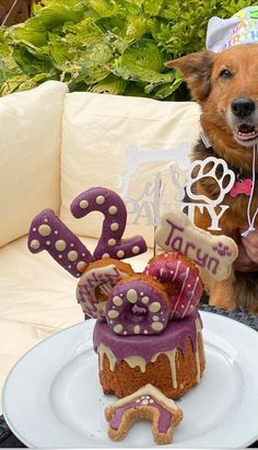 a dog standing next to a birthday cake on a white plate with purple icing