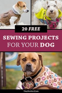 two dogs wearing sweaters with text overlay that reads 20 free sewing projects for your dog