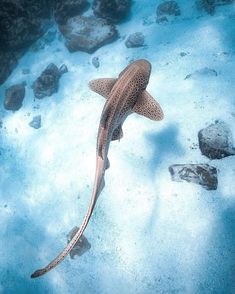 a fish that is swimming in the water near rocks and sand on the ocean floor