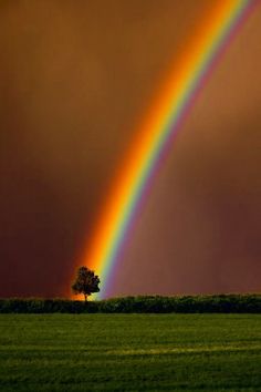 a rainbow appears in the sky over a green field with a single tree on it