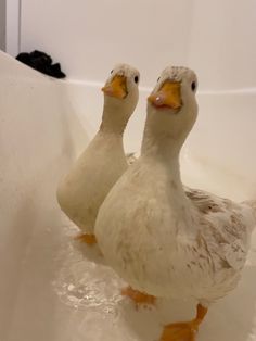 two white ducks in a bathtub with water on the floor and one duck standing up