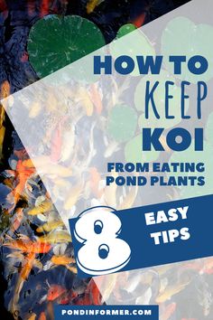 the words how to keep koi from eating pond plants are in front of an image of