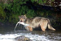 a dog in the water with a fish in it's mouth