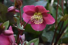 a pink flower with yellow stamen in the center and green leaves on the other side