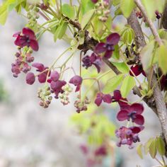 some red flowers are growing on a tree