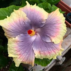 a large purple and yellow flower with green leaves in the foreground, next to a potted plant