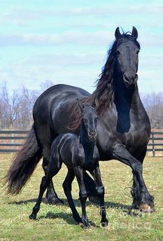 a black horse and her foal running in the grass