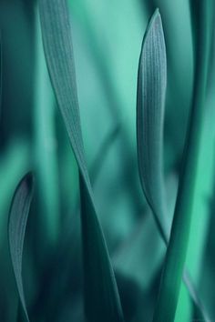 close up view of green grass with long thin stems in the foreground and blurry background