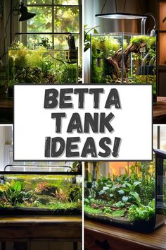 there are many different types of plants in the tank with words above it that read, betta tank ideas