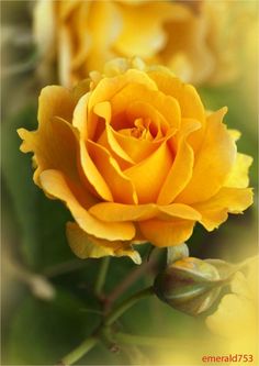 a yellow rose with green leaves in the background