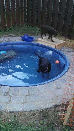 a black dog standing in an above ground pool