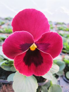 a red flower with green leaves in the background