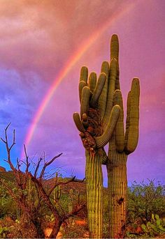 a rainbow shines in the sky above a saguada and cactus with two tall cacti