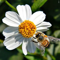 a close up of a flower with a bee on it