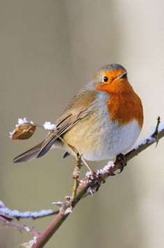 a small bird sitting on top of a tree branch covered in snow and frosted branches