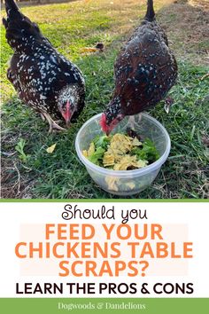 two chickens eating out of a bowl on the grass with text overlay that reads should you feed your chickens table scraps?