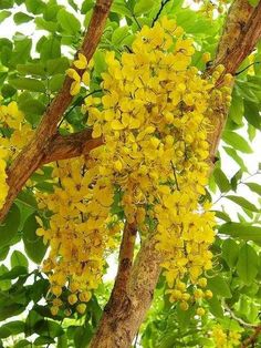 yellow flowers hang from the branches of a tree