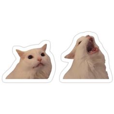 two white cats with their mouths open