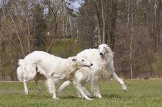 two white dogs playing in the grass with trees in the backgrouds behind them