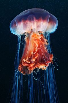 an orange and blue jellyfish floating in the water