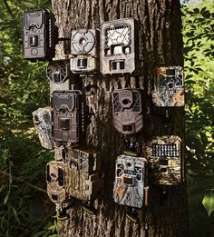 many clocks are attached to the bark of a tree in a park or wooded area