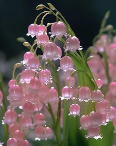 some pink flowers with water droplets on them