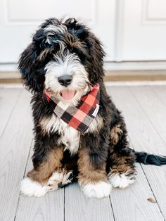 a small black and white dog wearing a plaid bandana sitting in front of a door