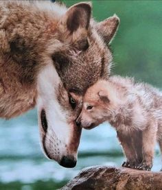 an adult wolf and baby standing next to each other