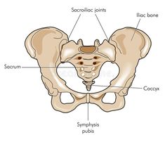 Pelvis. Anterior view of the pelvic bones and the sacrum , #SPONSORED, #view, #Anterior, #Pelvis, #sacrum, #bones #ad Pregnancy Back Pain, Pelvic Bone, Chronic Lower Back Pain, Synovial Fluid, Sciatica Pain, Joints Pain Relief, Leg Pain, Hip Flexor, Sciatica